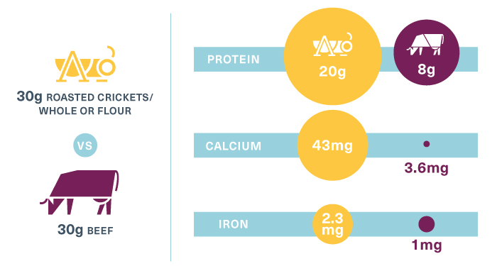 cricket nutrition facts