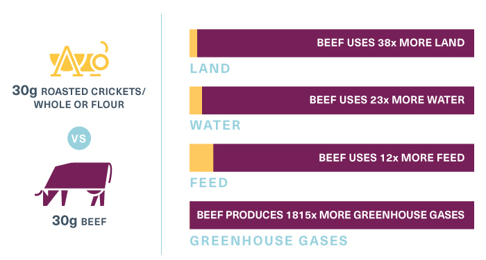 cricket nutrition facts environmental impacts